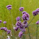 Pink Garden Verbena Perennial Herb Flower 50 PCS Seeds Pink Garden Verbena Perennial Herb Flower 50 PCS Seeds