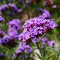 Pink Garden Verbena Perennial Herb Flower 50 PCS Seeds
