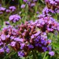Pink Garden Verbena Perennial Herb Flower 50 PCS Seeds