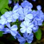 Plumbago Auriculata Bonsai Exotic Perennial Flowers 100 PCS Seeds