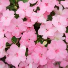 Pink Garden Balsam Perennal Impatiens Flower 20 PCS Seeds