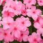 Pink Garden Balsam Perennal Impatiens Flower 20 PCS Seeds