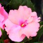 Pink Garden Balsam Perennal Impatiens Flower 20 PCS Seeds