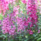 Pink False Dragonhead Flower Perennial 30 PCS Seeds