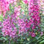 Pink False Dragonhead Flower Perennial 30 PCS Seeds