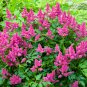 Pink False Dragonhead Flower Perennial 30 PCS Seeds