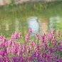 Pink False Dragonhead Flower Perennial 30 PCS Seeds