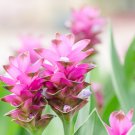 Pink Curcuma Bonsia Flower 200 PCS Seeds Pink Curcuma Bonsia Flower 200 PCS Seeds