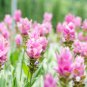 Pink Curcuma Bonsia Flower 200 PCS Seeds