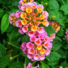 Pink Yellow Lantana Camara Perennial Flowers 10 PCS Seeds Pink Yellow Lantana Camara Perennial Flowers 10 PCS Seeds