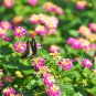 Pink Yellow Lantana Camara Perennial Flowers 10 PCS Seeds
