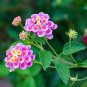 Pink Yellow Lantana Camara Perennial Flowers 10 PCS Seeds