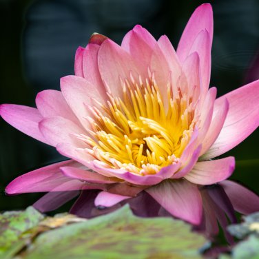 Pink Wild Lotus Big Blooms 5 PCS Seeds