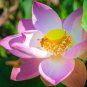 Pink Wild Lotus Big Blooms 5 PCS Seeds