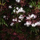 Pink Climbing Jasmine Plant Flower 100 PCS Seeds Pink Climbing Jasmine Plant Flower 100 PCS Seeds