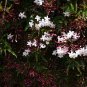 Pink Climbing Jasmine Plant Flower 100 PCS Seeds