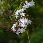 Pink Climbing Jasmine Plant Flower 100 PCS Seeds
