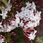 Pink Climbing Jasmine Plant Flower 100 PCS Seeds