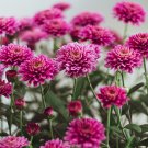 Pink Chrysanthemum 50 PCS Seeds Pink Chrysanthemum 50 PCS Seeds
