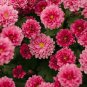 Pink Chrysanthemum 50 PCS Seeds