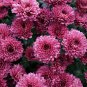Pink Chrysanthemum 50 PCS Seeds