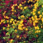 Pleniflorous Fuzzy Sunflower 1 PCS Seeds