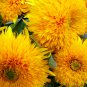 Pleniflorous Fuzzy Sunflower 1 PCS Seeds