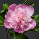 Pink Chinese Luoyang Peony Mudan 6 PCS Seeds