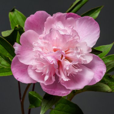 Pink Chinese Luoyang Peony Mudan 6 PCS Seeds