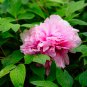 Pink Chinese Luoyang Peony Mudan 6 PCS Seeds
