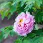 Pink Chinese Luoyang Peony Mudan 6 PCS Seeds