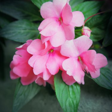 Pink Camellia Impatiens 25 PCS Seeds