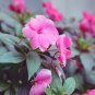 Pink Camellia Impatiens 25 PCS Seeds