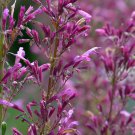 Pink Butterfly Sage Flowers 50 PCS Seeds