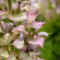 Pink Butterfly Sage Flowers 50 PCS Seeds