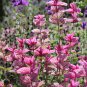 Pink Butterfly Sage Flowers 50 PCS Seeds