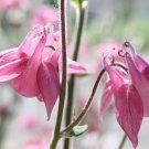 Pink Aquilegia Garden Columbine with white inside 50 PCS Seeds