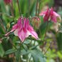 Pink Aquilegia Garden Columbine with white inside 50 PCS Seeds