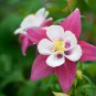 Pink Aquilegia Garden Columbine with white inside 50 PCS Seeds