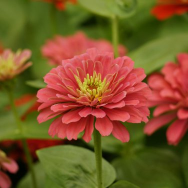 Pink Beautiful Zinnia 60 PCS Seeds