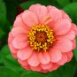 Pink Beautiful Zinnia 60 PCS Seeds