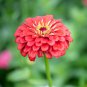 Pink Beautiful Zinnia 60 PCS Seeds