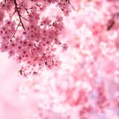 Pink Beautiful Oriental Cherry Sakura Tree 20 PCS Seeds Pink Beautiful Oriental Cherry Sakura Tree 20 PCS Seeds