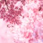 Pink Beautiful Oriental Cherry Sakura Tree 20 PCS Seeds