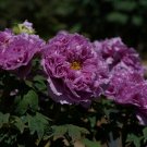 Zicaihua' Purple Peony 5 PCS Seeds