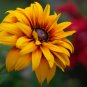 Rudbeckia Hirta Flowers 100 PCS Seeds