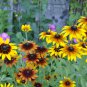 Rudbeckia Hirta Flowers 100 PCS Seeds