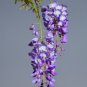 Purple Wisteria Bonsai Tree 5 PCS Seeds