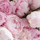 Pink and White Japanese Peony Flower 5 PCS Seeds Pink and White Japanese Peony Flower 5 PCS Seeds