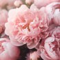 Pink and White Japanese Peony Flower 5 PCS Seeds